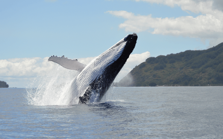 0032720088a239c65be8145d441599ee6e785d52