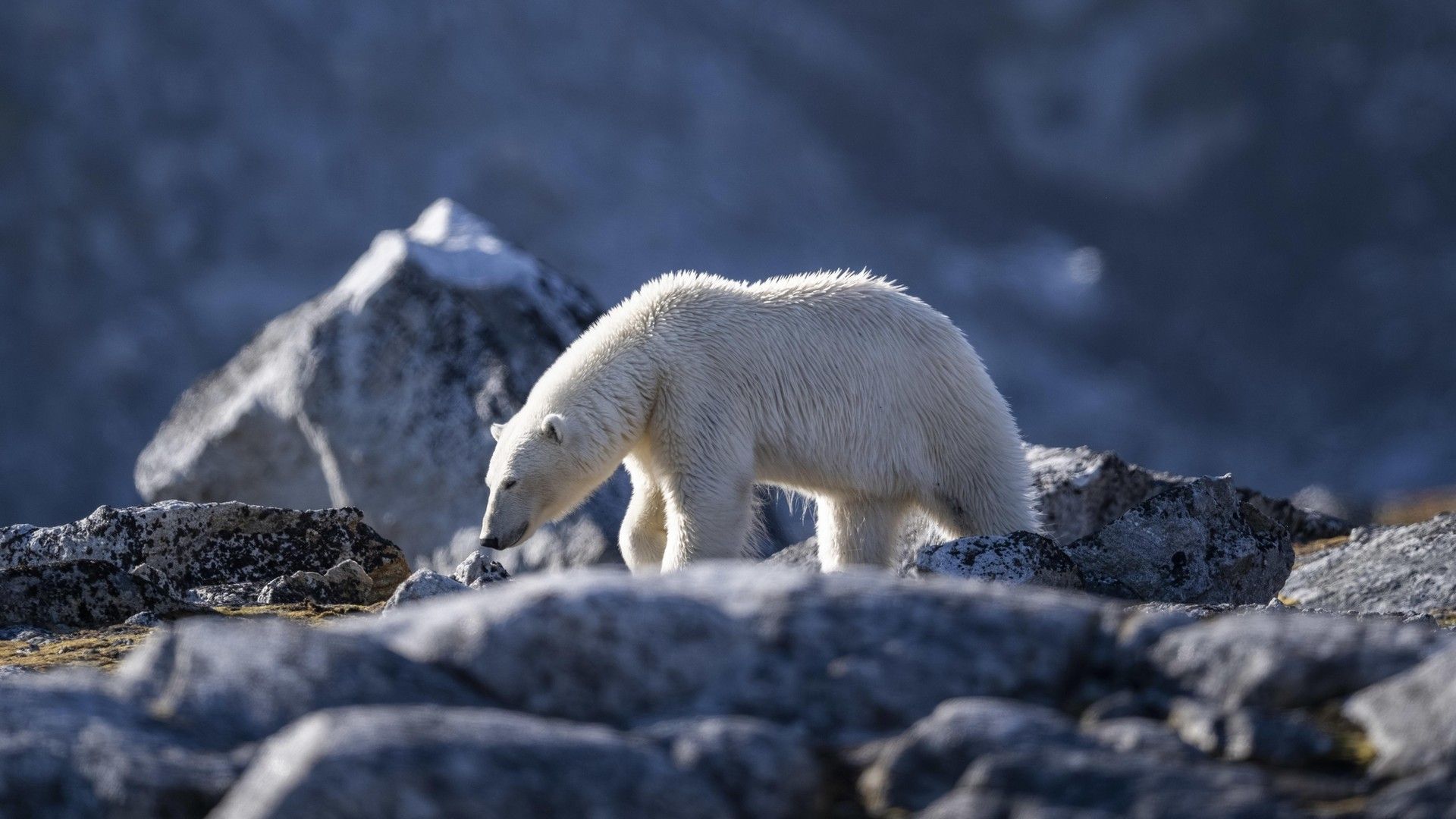 1763ae272f63e4a69b946061bfe43aa326bc205f