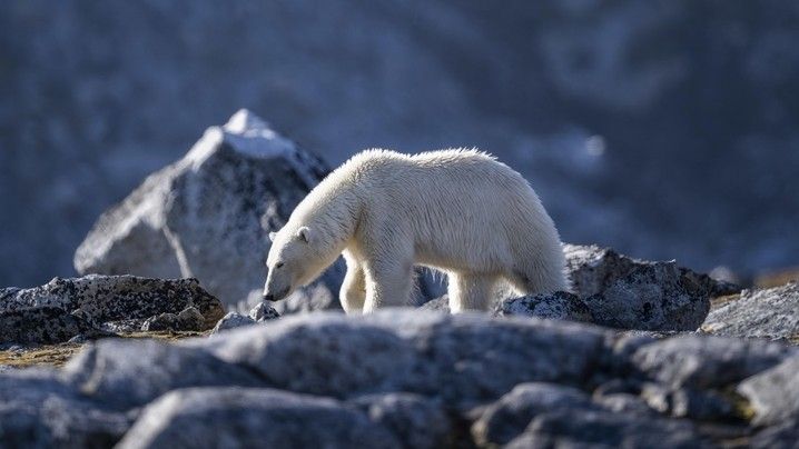 1763ae272f63e4a69b946061bfe43aa326bc205f