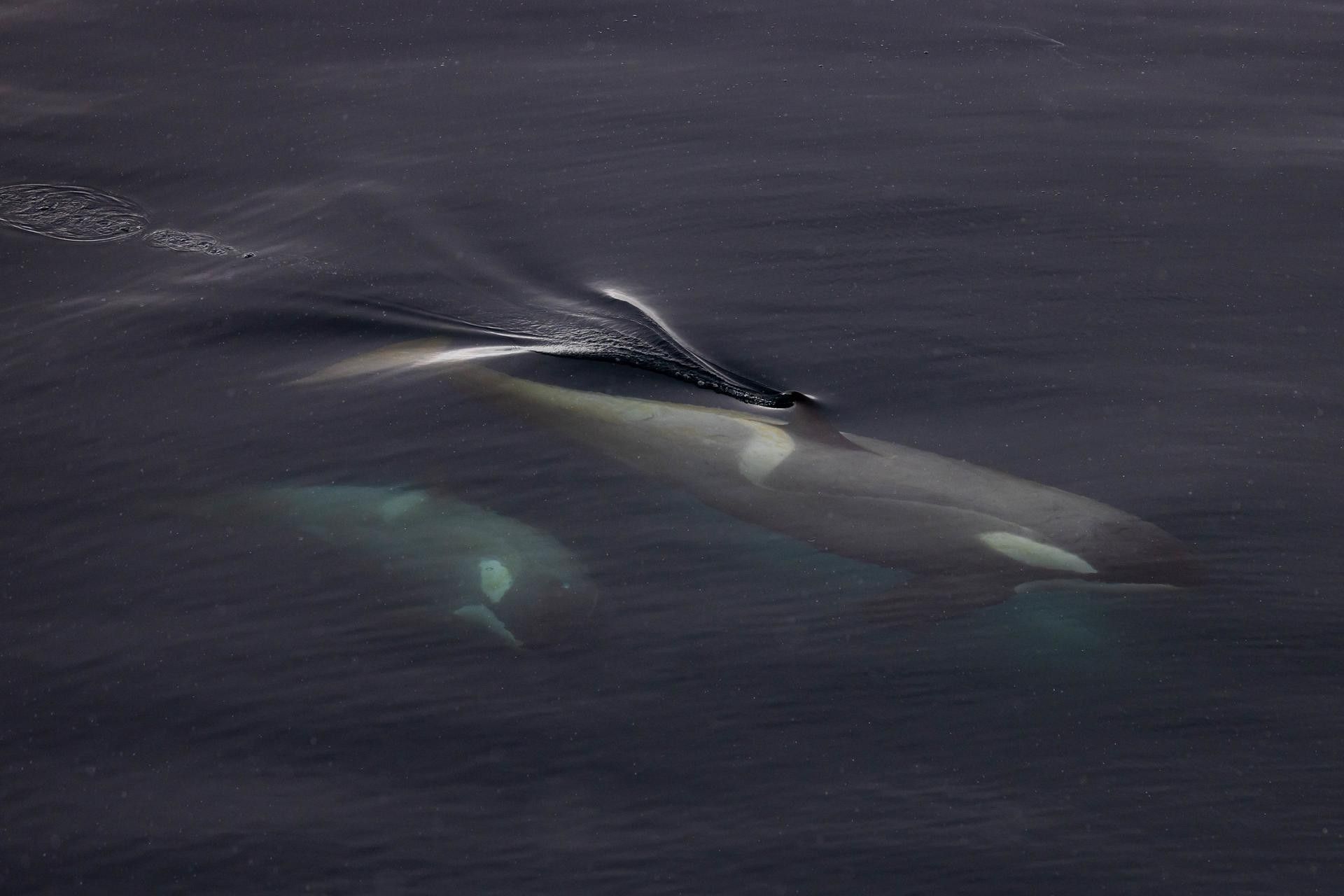 17912cd77819ea82e1b7d1fb4ff30229948c8eb3