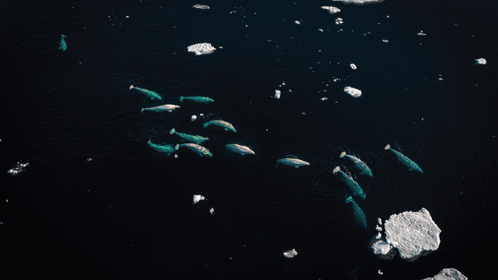 20c4fe4144ca424332fbee64f4998bce525bcd23