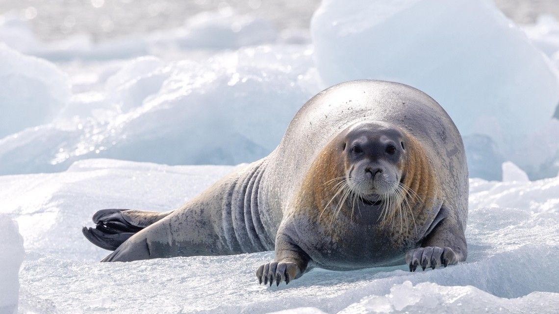 2a36193da0948306372bb131cae985776e13b2a1