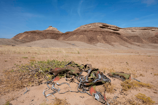 37f330ff57101486c4085f1be6d2247dc960c08a