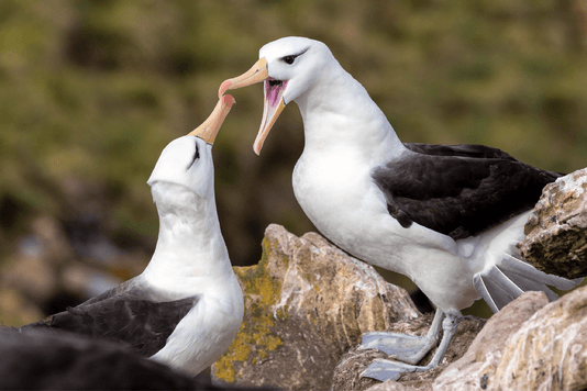 4116a1035b0b2aa8426e00770862facc7c20160d