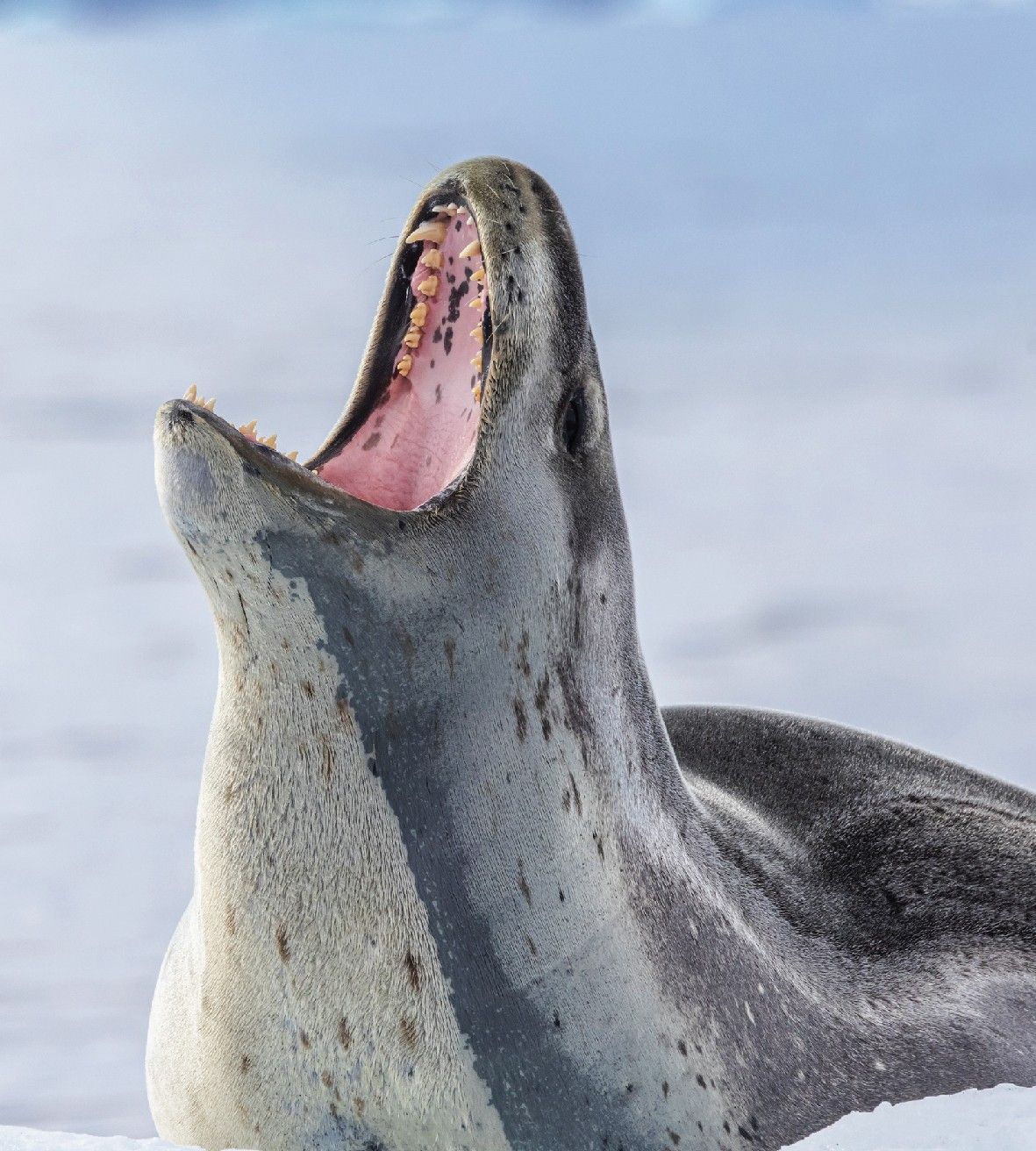 48514a33c1c9e2be0e21233a31ebf1840a7b9ac4