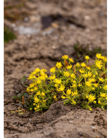 5185661fbf4dfa61aa5b86403d5604840e40f9ea