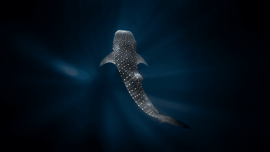 5469aba3e7d498bdf650bd0d9d0c7bc3f8080e0e