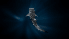 5469aba3e7d498bdf650bd0d9d0c7bc3f8080e0e