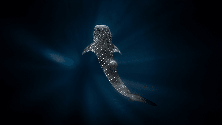 5469aba3e7d498bdf650bd0d9d0c7bc3f8080e0e