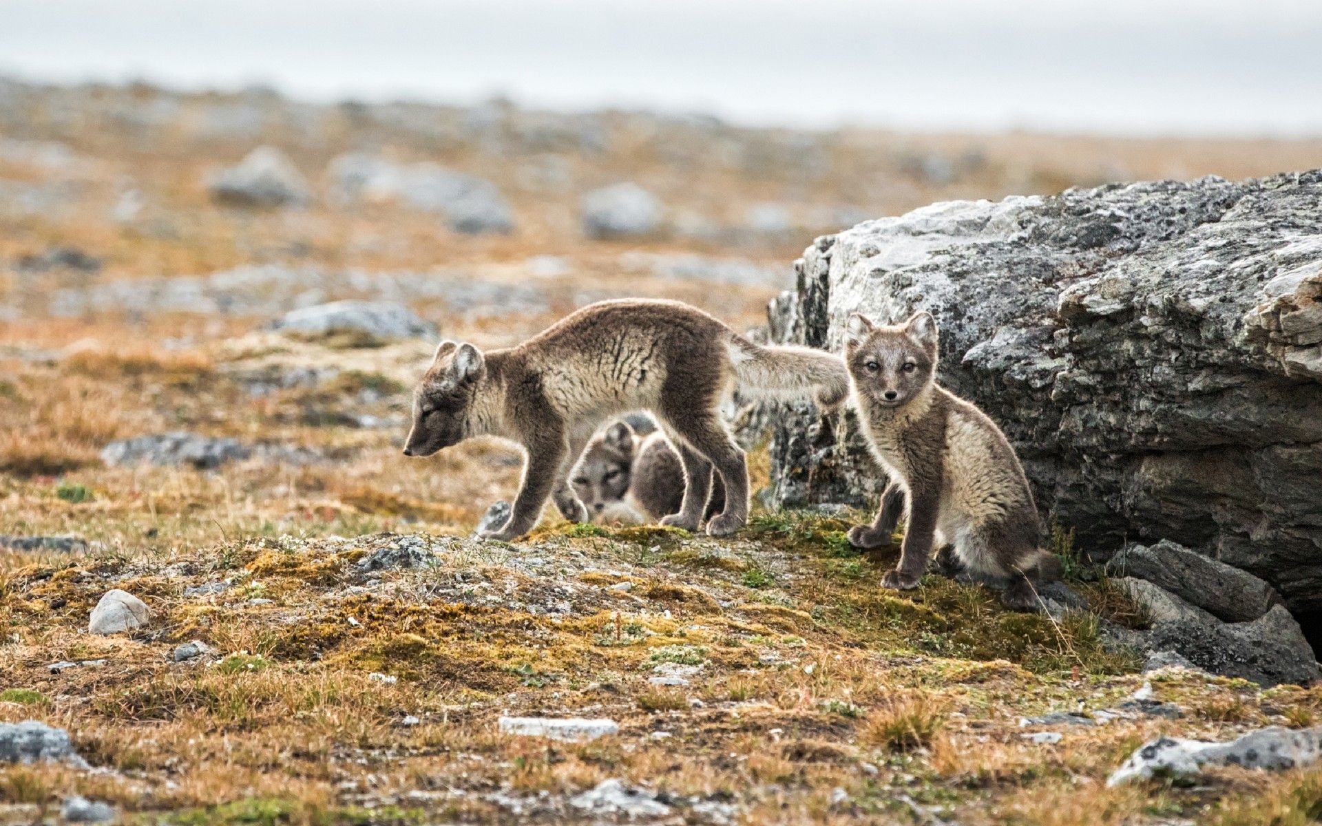 5d795eed4b1aff98ed300f428d9072dba4c5952b