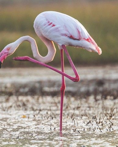 81236a5d350e4bbfbfd2d48b2cab85e17becfe01