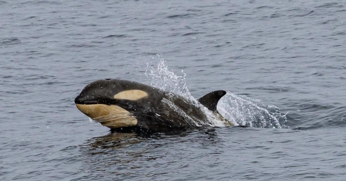 86460638451c32d4e60b1081045257ef0d92d70e