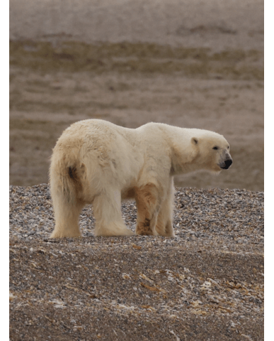 88bc99267f54872c3dc6df955f793eb3a3c60280