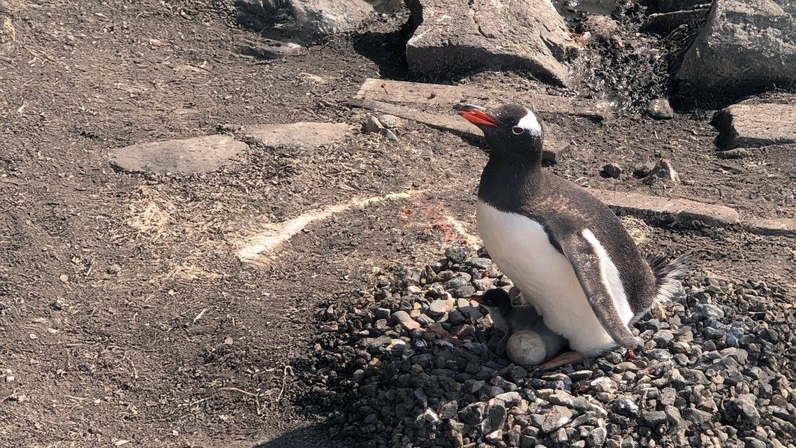 9c0a7dadb99dfcbcdb684269f0113696d0d31db2