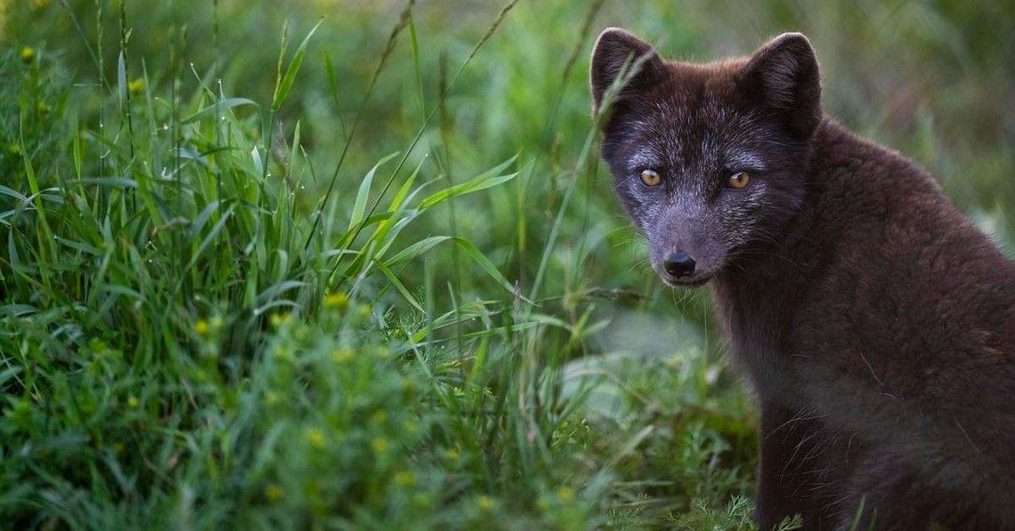 a068ce51ce7d650530a8a62dc7a40b0e77cf7bb0