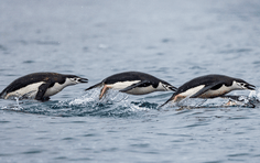 b1cfce531a43f08a09093d67f8d0e4f488d47a60