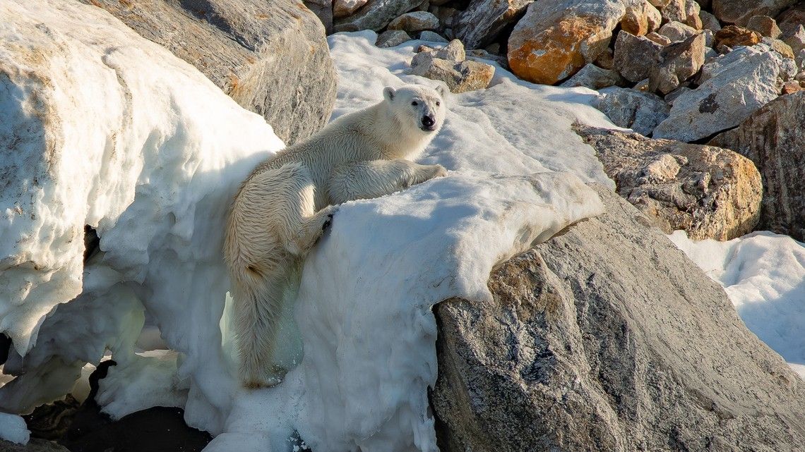 b5c3e70d743c1c97e3a897086ba207c2938cda5a