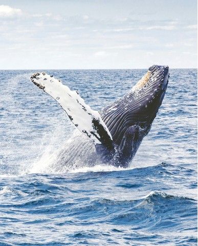 bba52e3282029b1a90cf4c48ef174463b0f96a0b