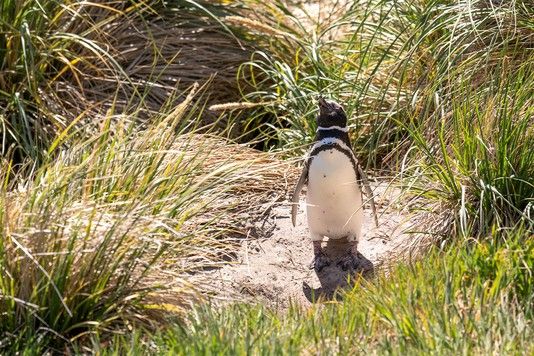 c8e30233618d5a2ff786000ca4a56566a797f46b