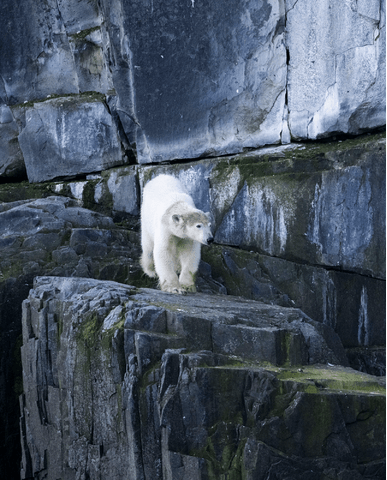 d2374e721a63cc1c2d3ac65cb3e004146e988471