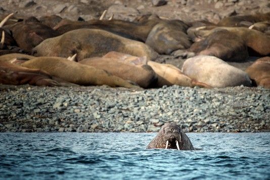 d5ef698689c3a977716da4ed8a273c254c8317da