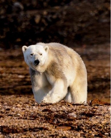 dc45bf42a4f553aef1240d0241344b70dd84b01f