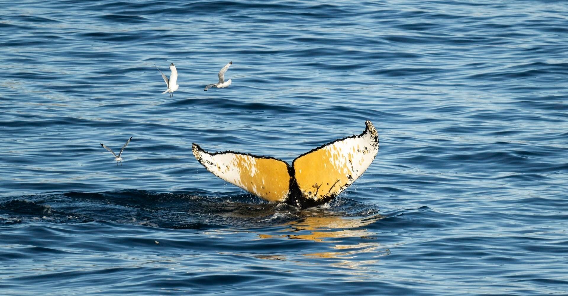 e09950f68a395c737dcefc386fc2a232ecfa1eb5