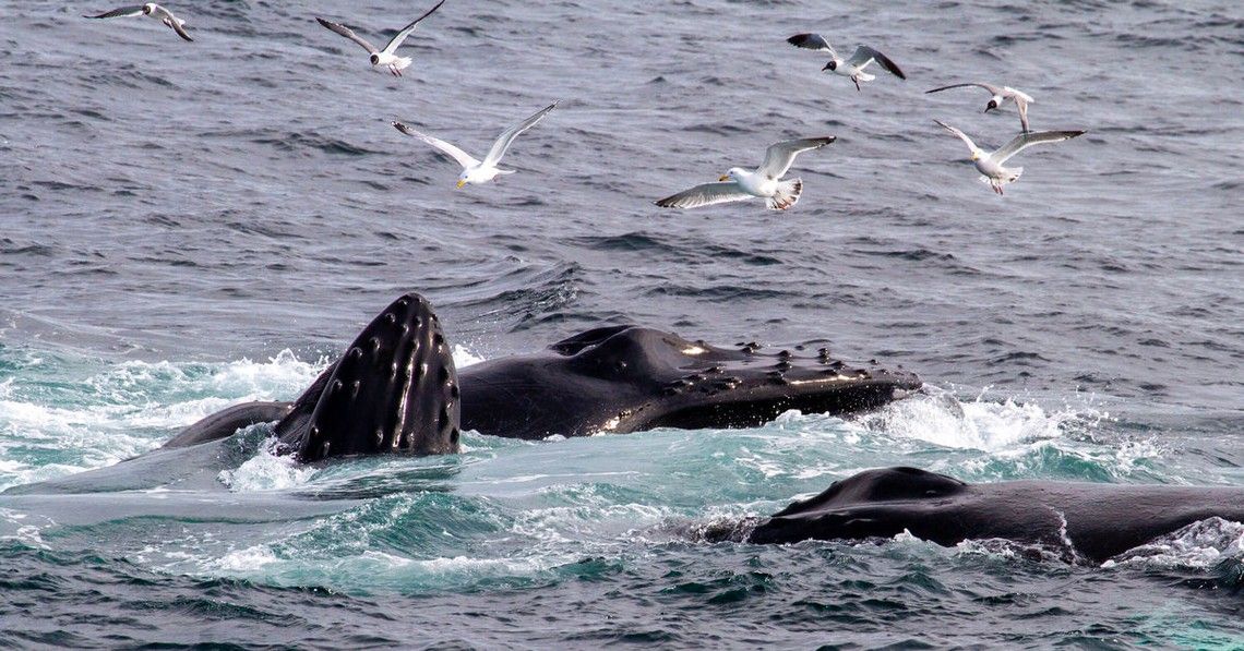 e5d11934a7e3306841d8e9cb4865b4be0ba05e63