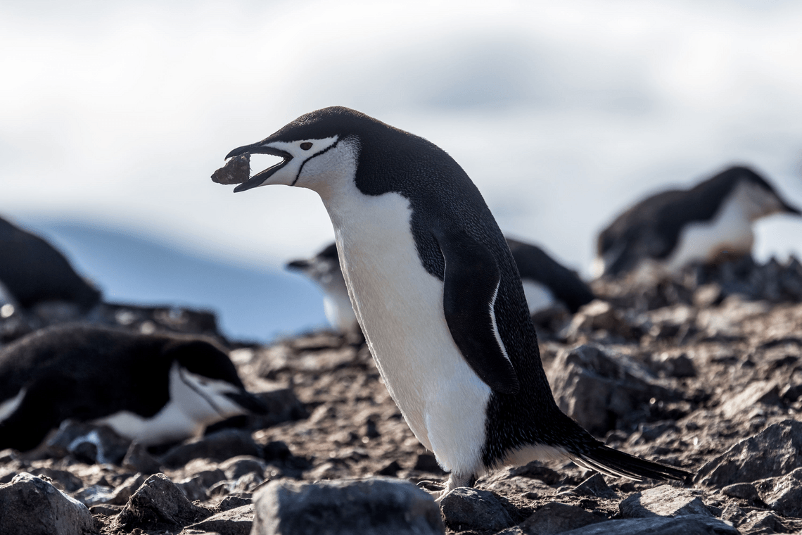 e8989a69091063d57e3cf07cc5423429bbc61016