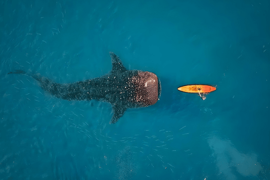 f9503871a3a37ae4420b1c43180eab6fe8717273