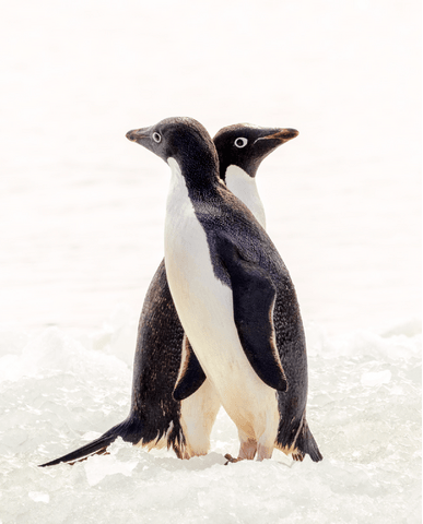 fb87af4e6bef1ffa681ea63780632ffa881b5ace