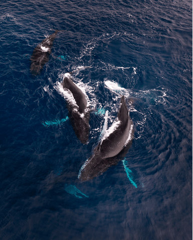 fd5dc1797b17fd02c5cfa03f1cdba17d49f30d99