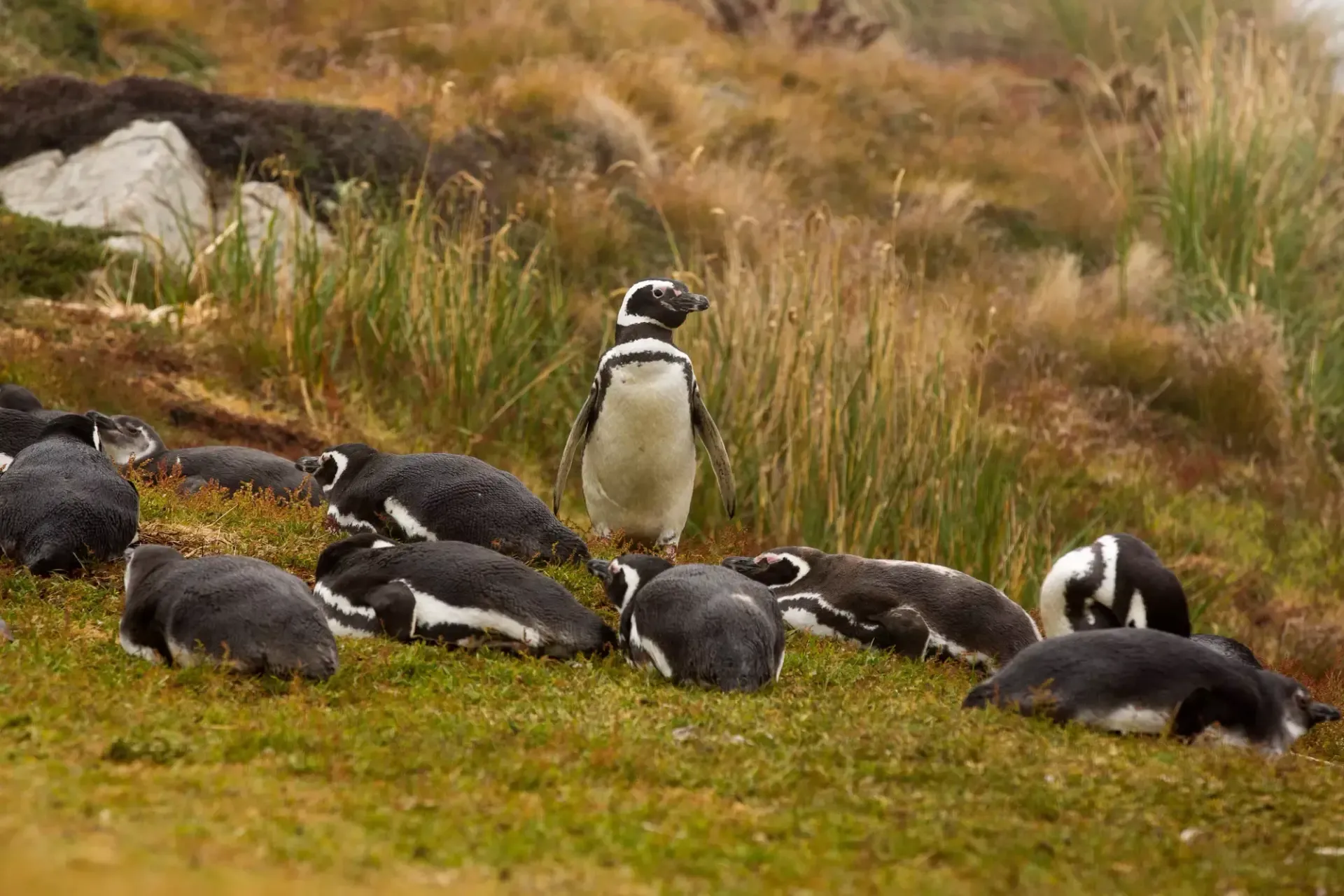 ff0511e67058e9d25573aeb9f90bc2ed8b03d702